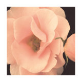 Bliss III Prints by S. G. Rose