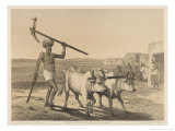 Indian Farmer and Oxen reproduction procédé giclée par George Franklin Atkinson