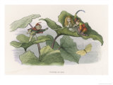 Teasing! Giclee Print by Richard Doyle