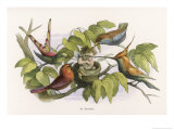 An Intruding Elf Makes Himself at Home in a Birds Nest reproduction procédé giclée par Richard Doyle