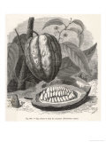 Berveiller - The Fruit of the Cocoa (Or Chocolate) Plant Theobroma Cacao - Giclee Baskı Berveiller - The Fruit of the Cocoa (Or Chocolate) Plant Theobroma Cacao - Giclee Baskı