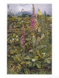 Naked Fairies Among the Foxgloves in Ancient Britain reproduction procédé giclée par Eleanor Fortescue Brickdale