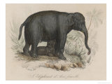 Female Indian Elephant Suckling Her Young Giclee Print by Victor Jean Adam
