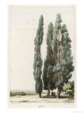 Cypress Giclee Print by Girard
