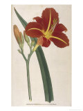 Tawny Day Lily Giclee Print by William Curtis