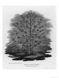 Breadfruit Tree Reproduction procédé giclée par Angus 