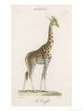 Girafe... Lámina giclée por Paul Fournier Girafe... Lámina giclée por Paul Fournier