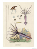 Giant Squid and a Squid of the Fishermen Stampa giclée di Du Casse