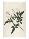 Common Jasmine Giclee Print by William Curtis