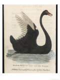 The Black Swan of New South Wales Giclee Print by Harrison Cluse