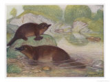 Ornithorhynchus Anatinus Duck-Billed Platypus Giclee Print by Louis A. Sargent