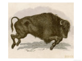 Bison Bison American Bison or Buffalo Depicted in the Act of Charging Giclee Print by Brittan 