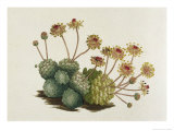 Dwarf Houseleek Giclee Print by William Curtis