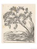 Barnacle Geese Have Been Supposed to Grow Spontaneously from Barnacle Shells Growing reproduction procédé giclée par Ulysses Aldrovandi