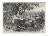 At La Rochette Three Country People Bitten by a Rabid Wolf Die in Agony Giclee Print by A. Ferdinandus