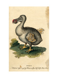Dodo Giclee Print by Harrison Cluse