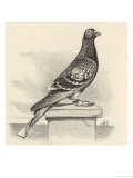 Messenger Pigeon with Message Strapped to Foot Reproduction procédé giclée par J. Carter-beard