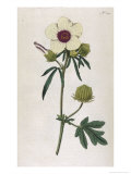 Bladder Hibiscus Giclee Print by William Curtis