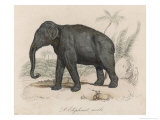 Male Indian Elephant reproduction procédé giclée par Victor Jean Adam