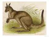 An Engraving of a Kangaroo Giclee Print by Brittan 