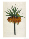 Crown Imperial Lámina giclée por William Curtis