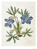 Cut-Leaved Violet or Bird'S-Foot Violet or Crowfoot Violet Lámina giclée por William Curtis Cut-Leaved Violet or Bird'S-Foot Violet or Crowfoot Violet Lámina giclée por William Curtis