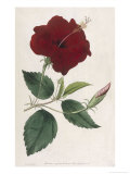 China Rose Hibiscus Giclee Print by William Curtis