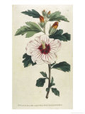 Syrian Hibiscus or Althaea Fruter Giclee Print by William Curtis