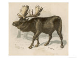 Moose or Elk Giclee Print