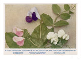Gregor Johann Mendel Austrian Botanist Lámina giclée por A.d. Darleishire