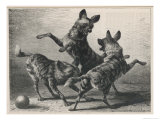 Three Jackals Playing Together Reproduction procédé giclée par Beckman 