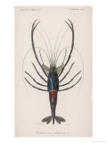 Ornamental Shrimp Giclee Print by Paul Fournier