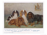 Four Types of King Charles Clevedon Champions reproduction procédé giclée par Frances C. Fairman