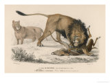 Lions Kill a Deer Giclee Print by Paul Fournier