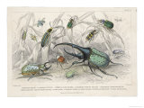 The Hercules Beetle Scarabaeus Tityus and Others Depicted in Their Natural Habitat Giclee-trykk av J. Bishop