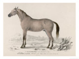 Arabian Horse Giclee Print by Paul Fournier