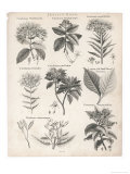 Varieties of the Cinchona Species Giclee-trykk av Barlow