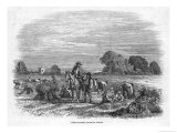 Farmer Rides by the Wheat Field to See How the Harvesting is Coming Along Giclee Print by Duncan 