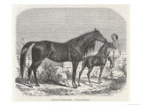 Child Strokes a Foal as Its Mother Looks On Giclee Print by Badouren 