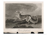 Once Known as the Persian Greyhound Giclee Print by H.r. Cook