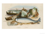 Narwhal Giclee Print by Du Casse 