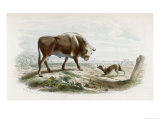 Bull Stares at a Barking Dog Lámina giclée por Beyer