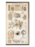 Various Diagrans of the Organs of the Senses Reproduction procédé giclée par J.s. Cuthbert