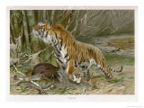 Tiger and Its Freshly Killed Prey a Deer in This Case Giclee Print by Wilhelm Kuhnert
