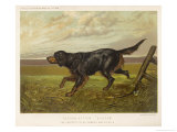 Gordon Setter in the Field with Its Classic Black and Tan Colouring Giclee Print by Langham David