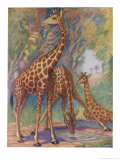 Three Giraffes Giclee Print by Louis A. Sargent