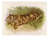 Bengal Tiger Resting Giclee Print by Brittan 
