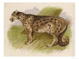 Snow Leopard or Ounce Giclee-trykk av Brittan Snow Leopard or Ounce Giclee-trykk av Brittan