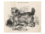 The Scotch Terrier Eyes the Rat Doubtfully Giclee Print by B.l. Clarke The Scotch Terrier Eyes the Rat Doubtfully Giclee Print by B.l. Clarke
