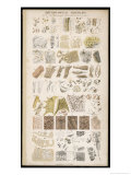 Microscopic Structure of the Texture of Various Parts of the Body Giclee Print by J.s. Cuthbert